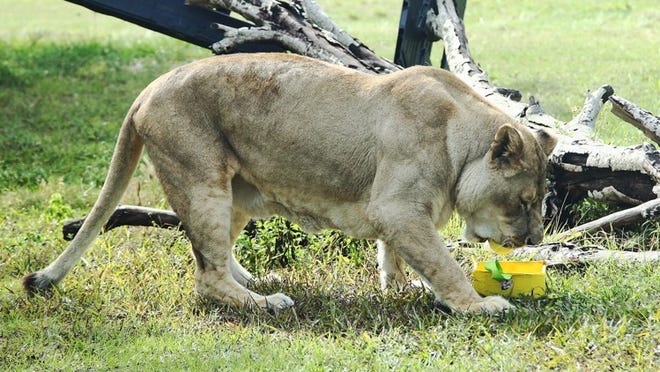 Rhea the lionness enjoys an egg she found during an Easter enrichment activity at Lion Country Safari in Loxahatchee on April 19, 2014.