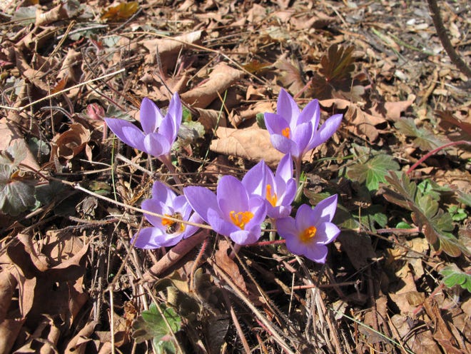 Early crocuses greet the spring.