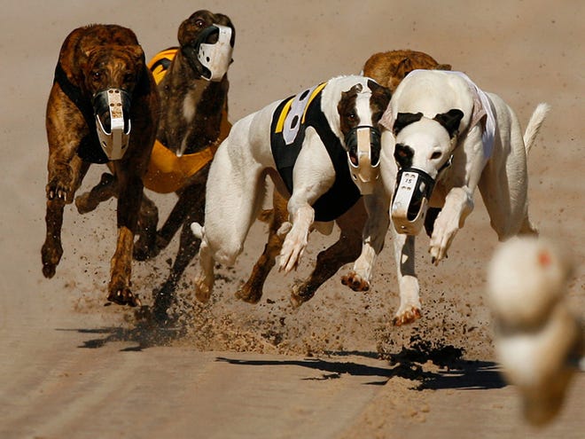 Greyhounds race at Sarasota Kennel Club.