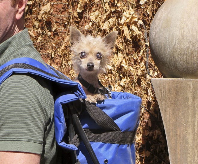 Steve Greig’s dog, Phyllis,
 a Chihuahua-
poodle mix, peers out of Greig’s backpack during a walk near the Colorado-
Nebraska border.