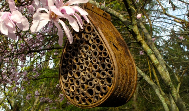 Mason bee tunnels for nesting are made of bamboo bundles like this commercial variety hanging in a magnolia tree. To create an inviting habitat for leaf cutter and mason bees, add nesting sites to your yard to maximize the production of native bees.