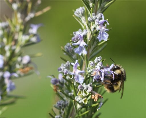 This March 24, 2014 photo shows a bumblebee on Rosemary blooms on a residential property in Langley, Wash. Honeybee numbers are dropping so steeply that some species are believed extinct. Gardeners can help by adding plants that flower both early and late in the season like these Rosemary blooms. (AP Photo/Dean Fosdick)