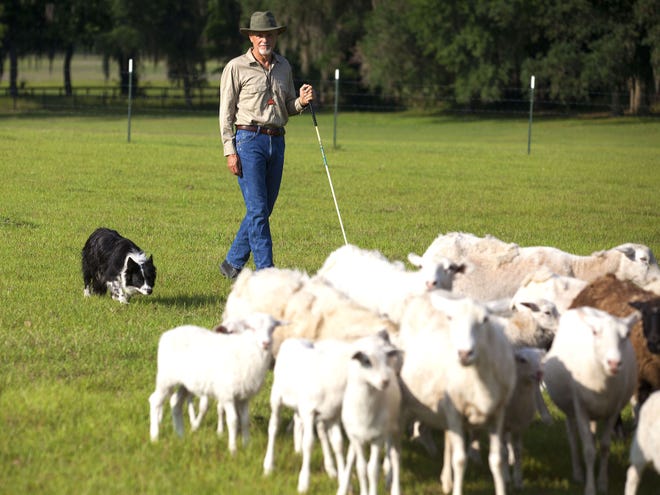 Kate, a border collie, herds sheep for practice with John Carter at her home near McIntosh on Thursday. Kate and John Carter will be demonstrating and training this weekends Florida Sheep Wool and Herding Dog Festival at the Greater Ocala Dog Club.