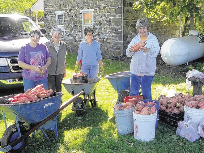 From left, Penn State Master Gardeners Patt Utter, Ruth Bird, Sally Rothrock and Judy Brenneman show off the sweet potato harvest from their demonstration garden.