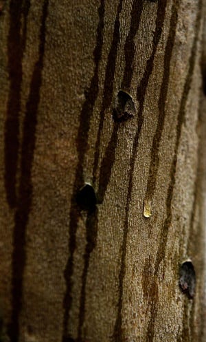 Rain drips create a graphic pattern on a barkless tree in Towner's Woods on Friday in Franklin Township. Portage County residents have been asked to approve a park levy on the May 6 ballot. (Phil Masturzo/Akron Beacon Journal)