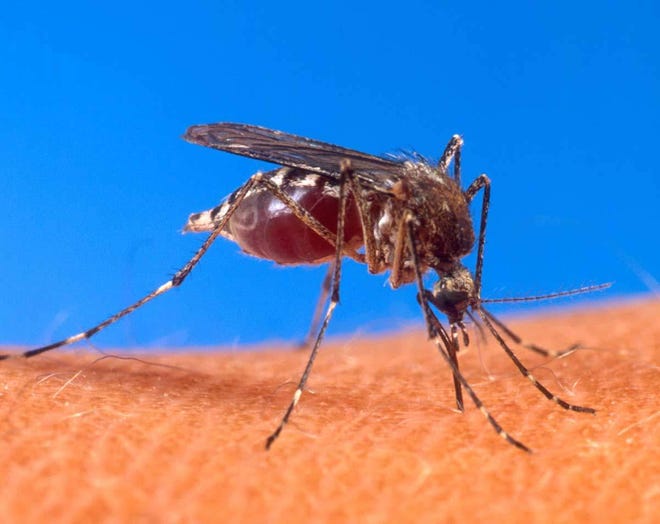 The best way to ward off mosquitoes is to make sure there is no standing water near the outside of the home where the pests can breed.
