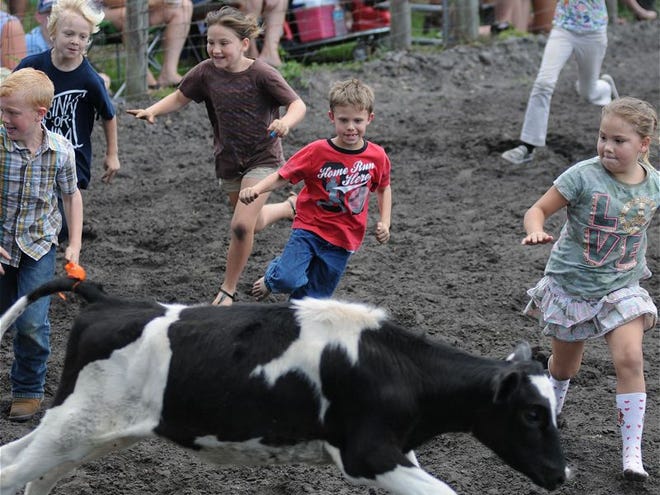Kids try to run down the animal in the Calf Scramble during the 65th Volusia County Cattlemen's Association Cracker Day east of DeLand on Saturday.