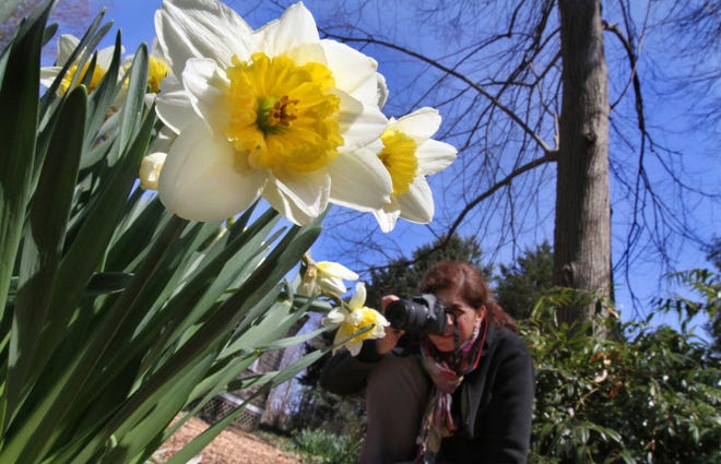 Gail Read, the garden manager at Blithewold in Bristol, tends to daffodils.