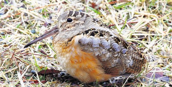 This American woodcock was recently seen feeding along Hollow Road near Shawnee-on-Delaware. The American woodcock is a robin-sized sandpiper that spends its life away from beaches and shorelines but favors shrubby upland habitats. It feeds for earthworms in soggy soils and stream corridors and sometimes roadside edges.