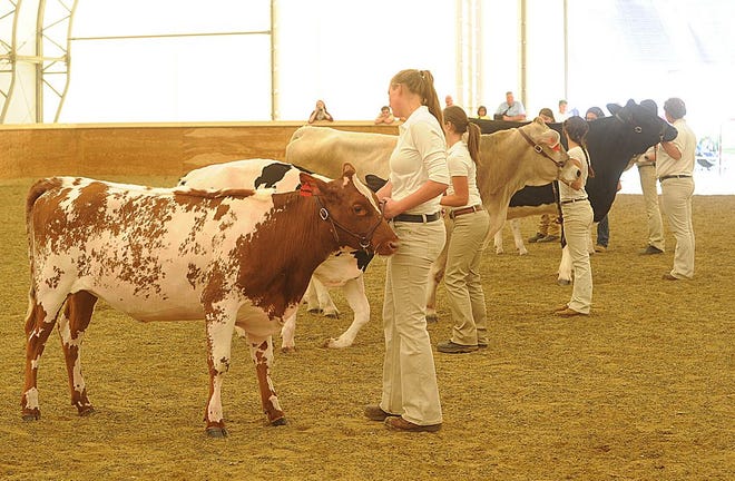 The cattle show at Bristol County Agricultural High School is shown during the school's annual Fall Show and Open House. The annual Spring Exposition will be held on Saturday, May 3.
