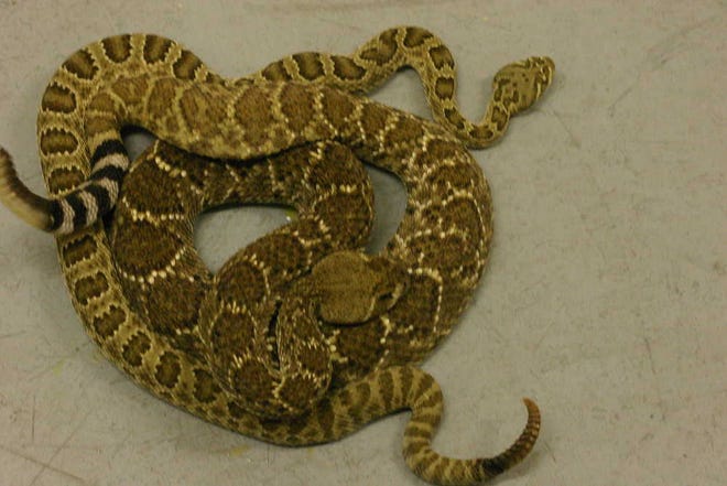 A western diamondback and a prairie rattlesnake explore the ground near a laboratory in Texas Tech's biology department.