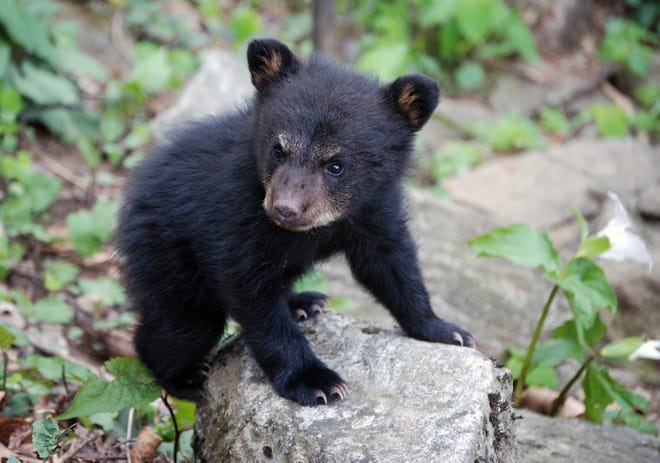 A black bear cub may appear cuddly and sweet but his mama can provide some exciting moments, especially if she thinks you're harassing her baby.