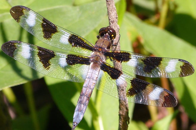 A dragonfly with full wings / courtesy photos