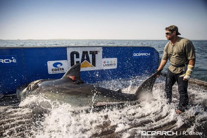 Katharine the great white shark was tagged off Cape Cod last August and spent several weeks off the Volusia and Flagler coast in December and January.