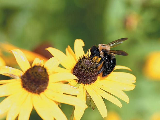Bee-friendly gardens are a new trend for the 2014 gardening season.
