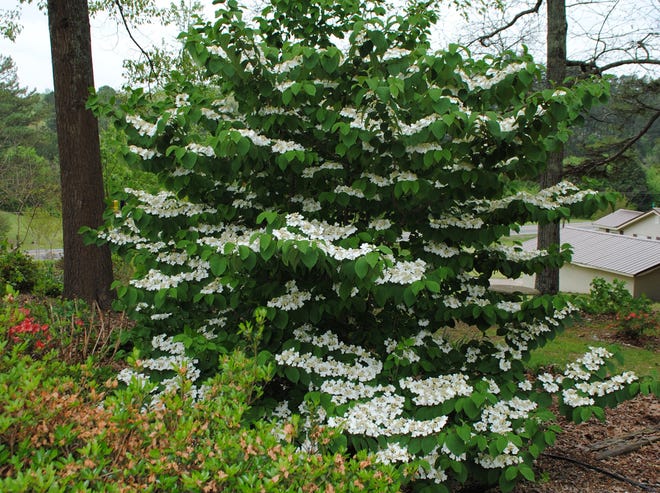 CAROL LINK | SPECIAL TO THE TIMES
Right now, my majestic doublefile viburnum is gorgeous, with its long, tiered horizontal branches stretching out gracefully, displaying double rows of lacecap flowers growing along each branch.