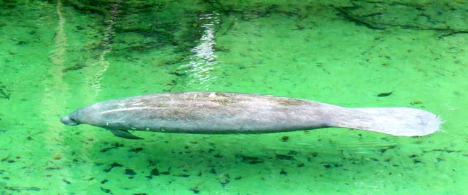 A manatee at Blue Springs State Park in Volusia County shows many scars, including a propeller scar down its left side.