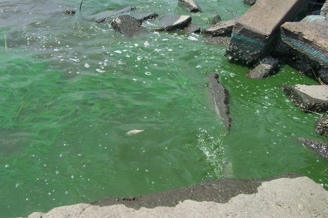 This toxic algae bloom was photographed in the Arlington area last August