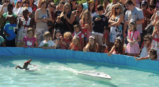 Enthusiastic spectators snap photos and cheer on Twiggy the water-skiing squirrel during the 2014 Bunnell Potato Festival.