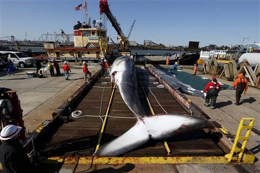 In this April 16, 2014 file photo, a deceased 55-foot long finback whale sits on a dry dock in Jersey City, N.Y., after it was pulled out of the water. A spokesman for the Marine Mammal Stranding Center said it is not uncommon for whales to make their way into shipping lanes as they travel up and the down the East Coast, though they don't usually stray into the harbor. According to the National Oceanographic and Atmospheric Administration, the number of whale strikes is unusually high this year. (AP Photo/Julio Cortez, File)