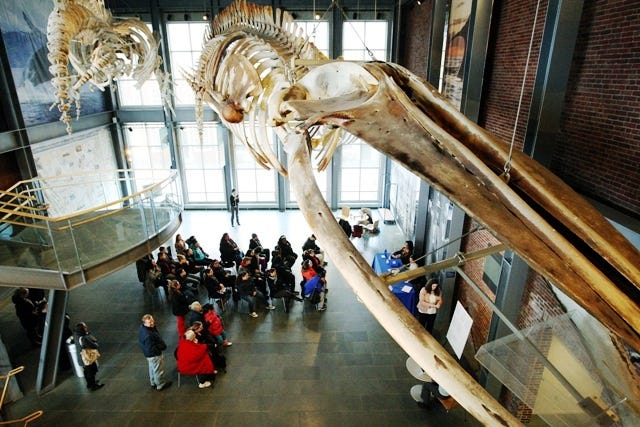 The Whaling Museum features four whale skeletons and the Lagoda, a scaled-down replica whaling ship.