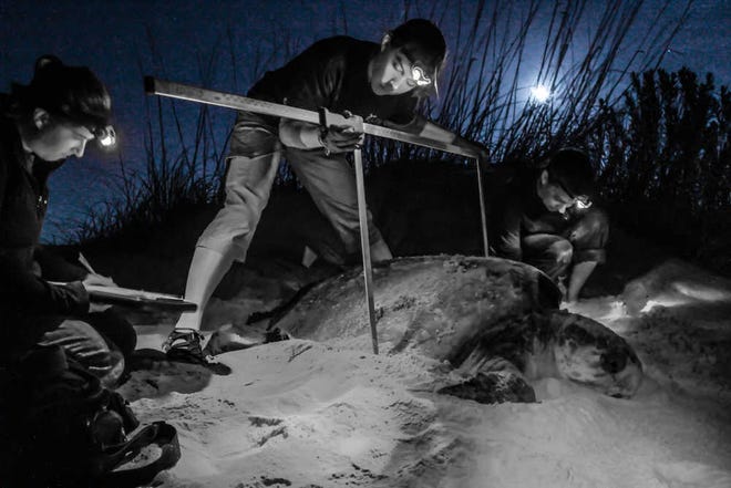 A Night Patrol processes a loggerhead sea turtle.