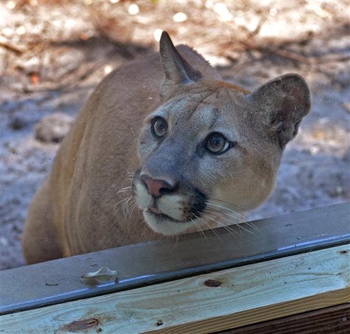 In this May 23, 2014 photo, Shanti, a nearly 2-year-old cougar, is the star at the renovated Cougar Crossing exhibit at the Oatland Island Wildlife Center in Savannah, Ga. A new exhibit at the facility allows people to go nose to nose with the two captive cougars. (AP Photo/The Morning News, Steve Bisson)