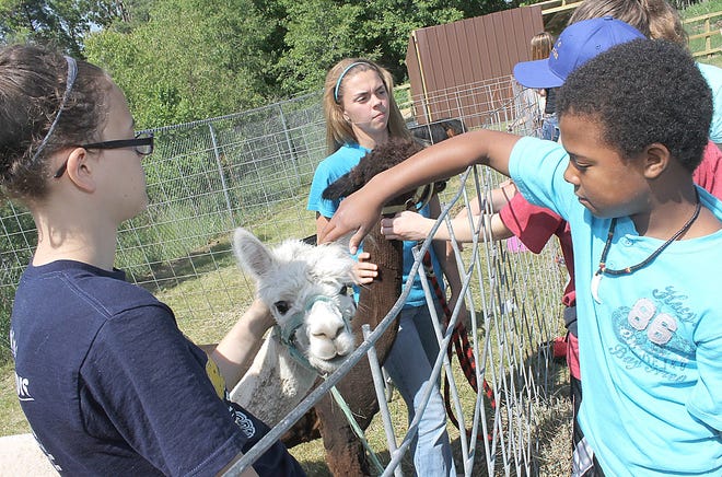 Javion Jones, a fifth-grader at Williams Elementary School, pets Thadeous the alpaca held by Ceiran Deck, a Jonesville High School freshman, during an outdoor agricultural-experience Friday at the school. Jamie Young, a sophomore, held the alpaca Moca Joe. ANDY BARRAND PHOTO