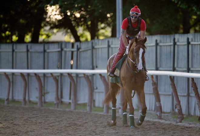 Kentucky Derby and Preakness winner California Chrome jogs around the track with exercise rider Willie Delgado up at Belmont Park, Monday, June 2, 2014, in Elmont, N.Y. California Chrome will attempt to become the first Triple Crown winner since Affirmed in 1978 when he races in the 146th running of the Belmont Stakes on Saturday. (AP Photo/Julie Jacobson)
