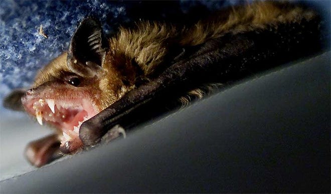 A brown bat is awakened from sleep.