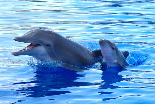 Atlantic bottlenose dolphin, Dazzle, and her dolphin calf bond in a semi-private habitat away from public view at Marineland.
