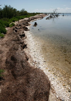 Dead sea grass leaves line the shore in the Indian River Lagoon in March 2012. A wave of problems plaguing the lagoon system over the past three years prompted the state to beef up its water-quality monitoring.
