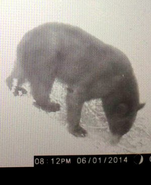Patrick and Laura Gammons caught this photo of the bear at their home on Ross Grove Road Monday evening and shared it on The Star's Facebook page. Patrick estimated the bear at 250 pounds.