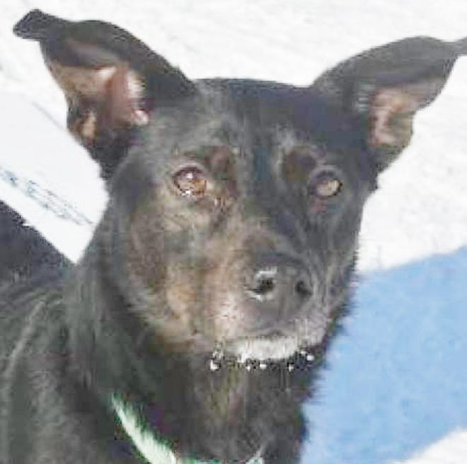 Dutchess is a 3-year-old female Chi/Terrier and Lab/German Shepherd mix and is currently available for adoption at GHHS. Courtesy Photo.