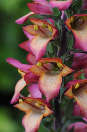 The impossibly gorgeous Digiplexis is a cross between common European foxglove (Digitalis purpurea) and Canary Island foxglove (Isoplexis canariensis).