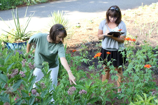 Tracy Chiu (left), a teacher at Malcom Bridge Elementary in Oconee County, points at Milkweed while Kathy Venable, a teacher at Gum Springs Elementary in Jackson County, writes the plant down. The teachers attended Garden Earth Naturalist Training at the State Botanical Garden.