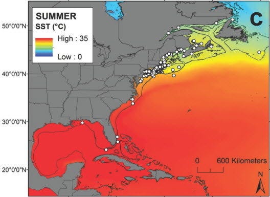 White shark seasonal distribution (summer)