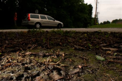 A baby toad sits along side a road, Wednesday, June 11, 2014, in the Roxborough neighborhood of Philadelphia. A humid and rainy summer night makes for quite a rush hour in Philadelphia as thousands of baby toads try to hop across a busy street.
