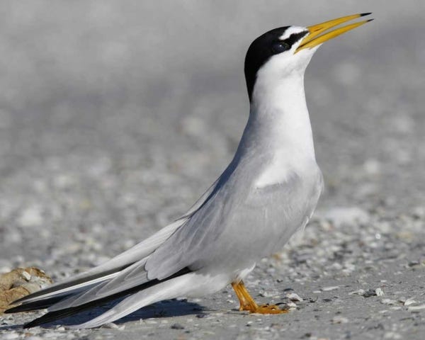 A least tern, a threatened species in Florida, is one of the types of seabirds in the area.