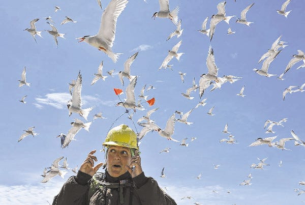 Biologist Kate Iaquinto leads a group of media members through the tern nesting area at Monomoy National Wildlife Refuge. ......................................................