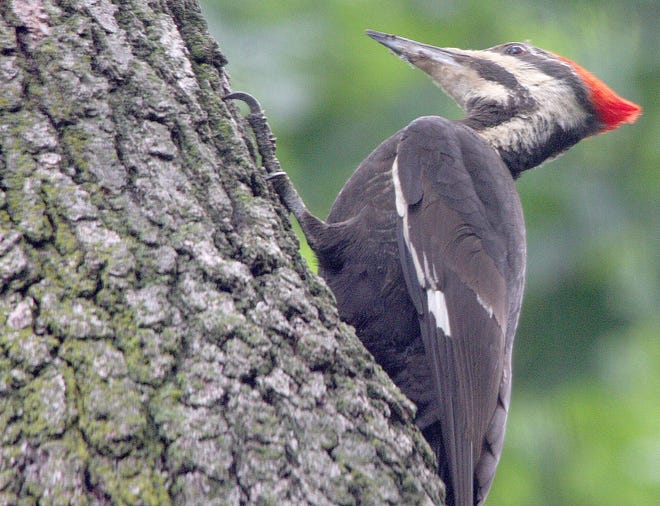 This photo of a Pileated Woodpecker was taken through the window of Richard Sager's home on the shores of Hastings Lake north of Jonesville.



Courtesy photo