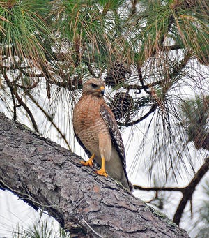 A red-shouldered hawk perches on a tree limb outside the Grand Haven home of Mark Vogel.