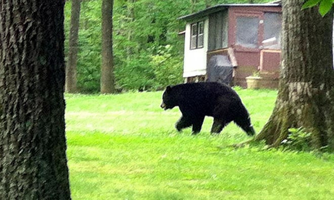 A black bear was spotted June 19, 2014 along Reed Lane in Kintnersville.