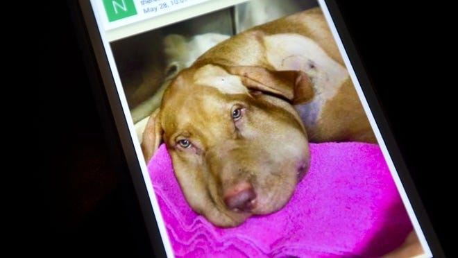Leo, an Hungarian Vizsla, is seen after being bitten by a rattlesnake. He survived after some quick thinking from a good Samaritan and getting immediate medical care.
