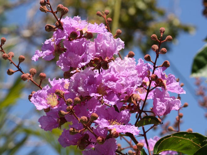 The flowering season for crepe myrtle begins in June or July, depending on the variety, and continues until fall.