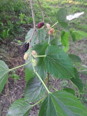 Native to the Eastern United States, the red mulberry tree produces an abundance of nutritious fruit.