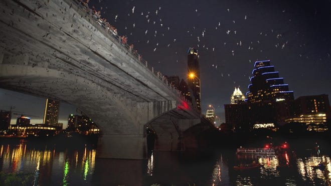 The Congress Avenue Bridge shelters the largest urban bat colony in North America. Between 750,000 and 1.5 million bats come out from underneath the Congress Avenue bridge around 9pm. Since sunset is about 8:30, it can be tough for people to see the bats as they make their nightly exit to eat insects.