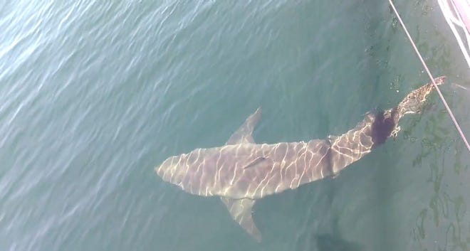 Screenshot from video shot from a Sandwich-based tuna fishing boat in Cape Cod Bay on Monday.