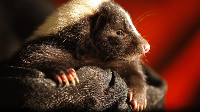 Daggerwing Nature Center hosts a Skunk-Feeding Session each Friday.