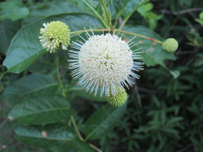 Buttonbush (Cephalanthus occidentalis) produces interesting flowers that are highly valued by pollinators.